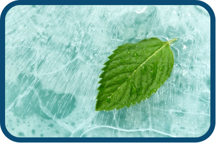 We've Always Been Green